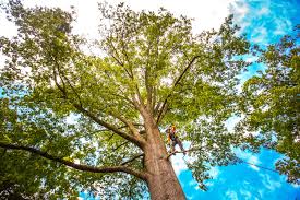 Best Seasonal Cleanup (Spring/Fall)  in Oceanside, NY