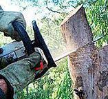 Reliable Oceanside, NY Tree Services Solutions