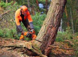 Best Tree Health Inspection  in Oceanside, NY
