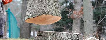 Best Commercial Tree Services  in Oceanside, NY