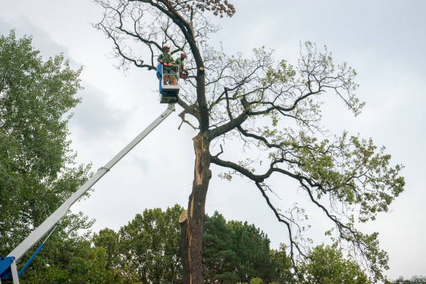 Best Tree Maintenance Programs  in Oceanside, NY