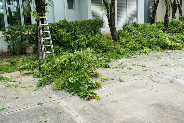 Best Lawn Irrigation Installation and Maintenance  in Oceanside, NY