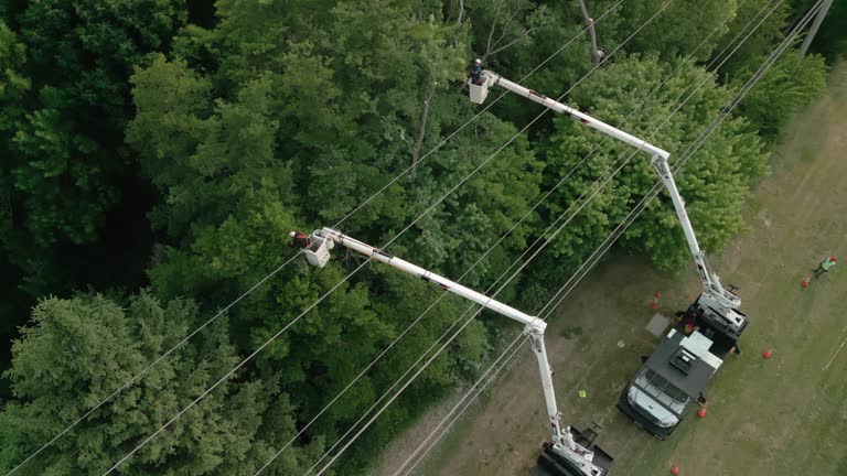 Best Fruit Tree Pruning  in Oceanside, NY