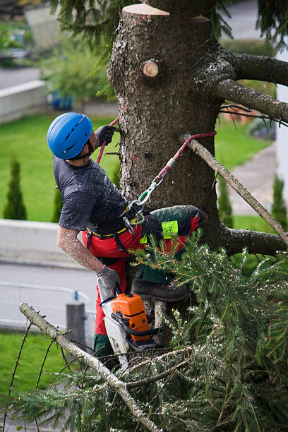 How Our Tree Care Process Works  in  Oceanside, NY