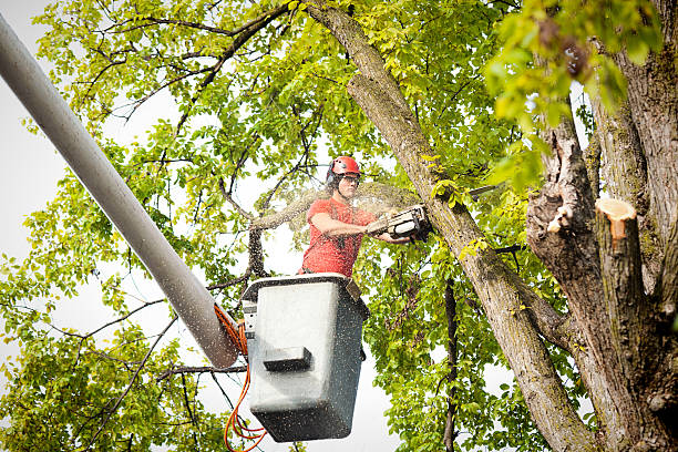  Oceanside, NY Tree Services Pros