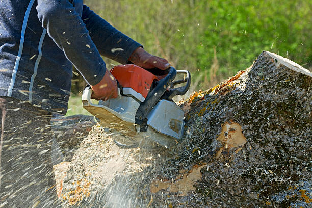 Best Lawn Disease Treatment  in Oceanside, NY