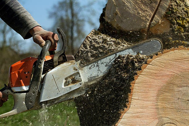 Best Tree and Shrub Care  in Oceanside, NY