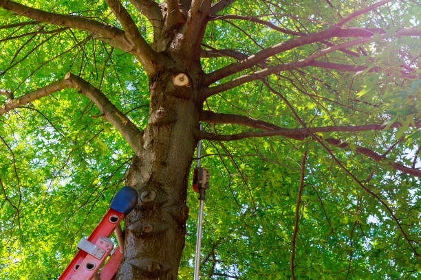 Best Tree Fertilization  in Oceanside, NY